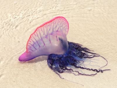 The tentacles of the Portuguese man o' war, (which is technically a siphonophore, a group related to jellyfish), contain harpoon-like cells called nematocysts that deliver painful doses of venom.