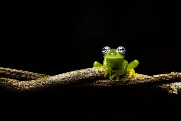 A Glass Frog at Night in the Rainforest of Costa Rica thumbnail