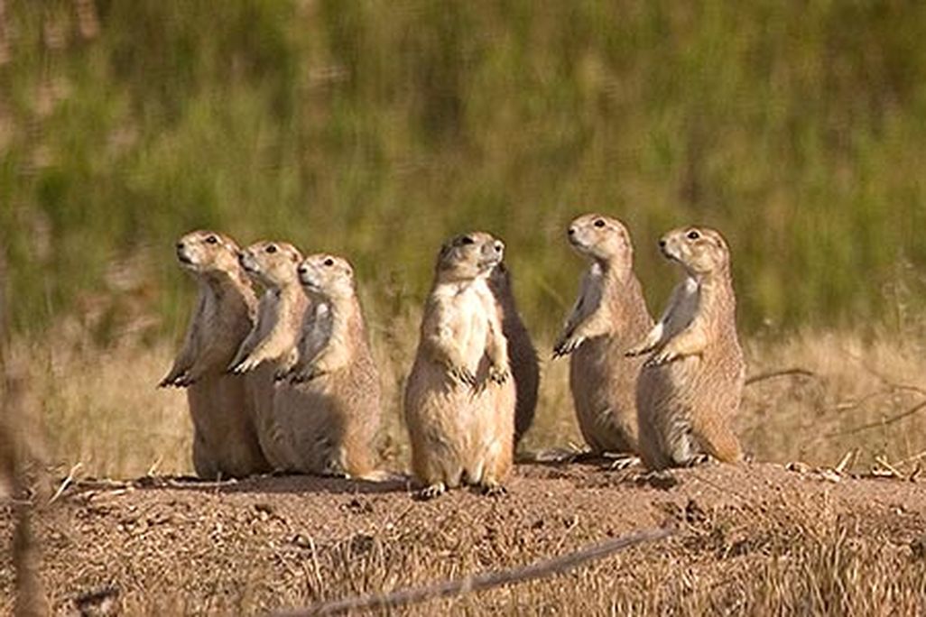 Family of black tailed prairie dogs