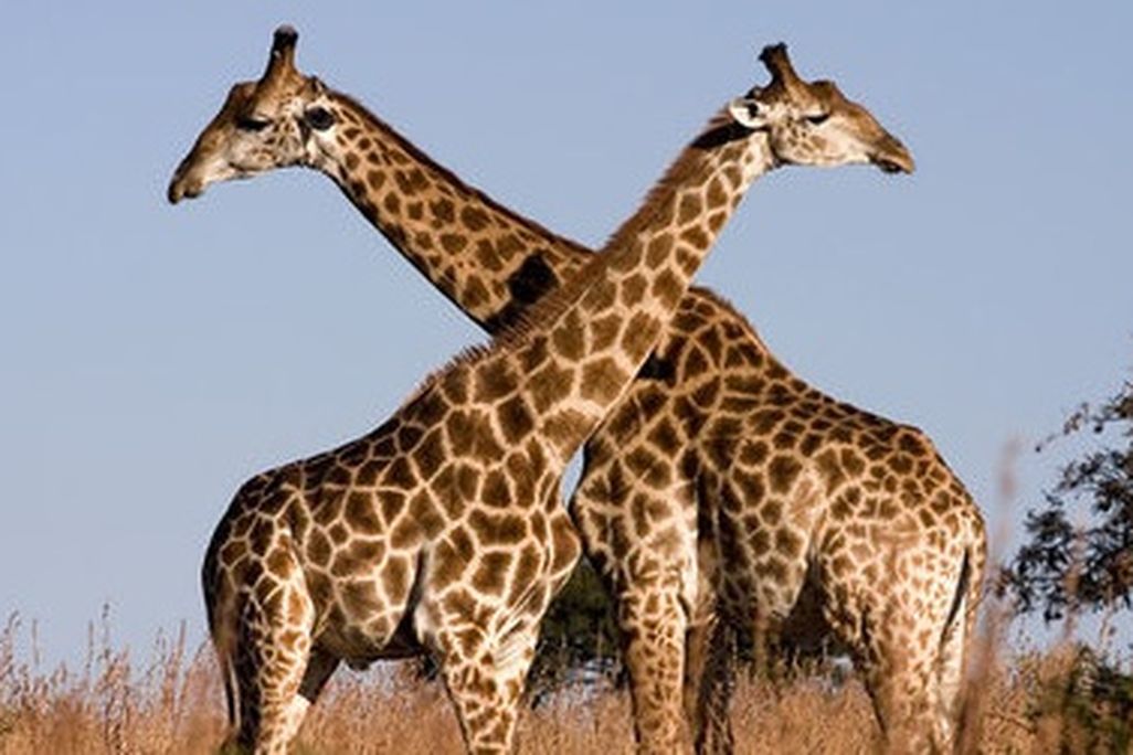 Giraffes hanging out on the savannah