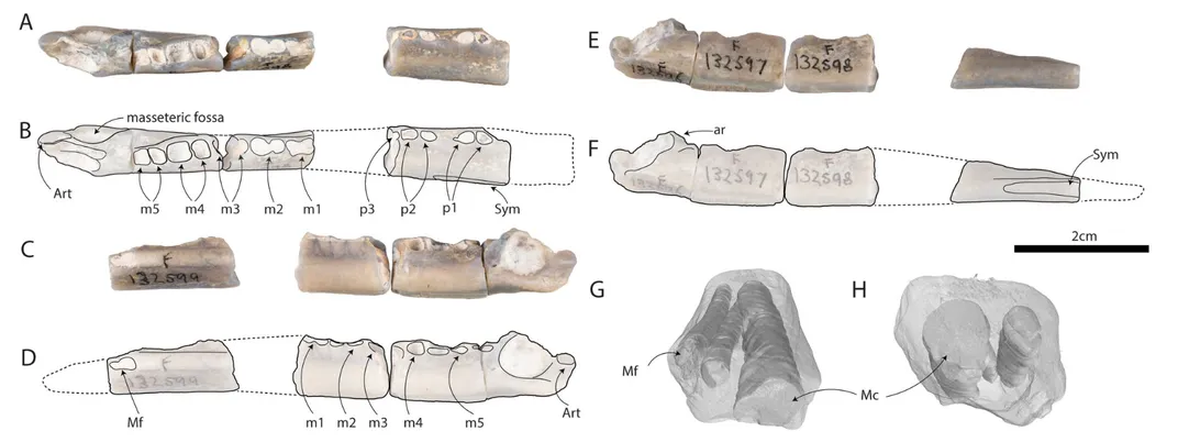 four images of teeth and three illustrations; the teeth are long and narrow, some are numbered by the researchers