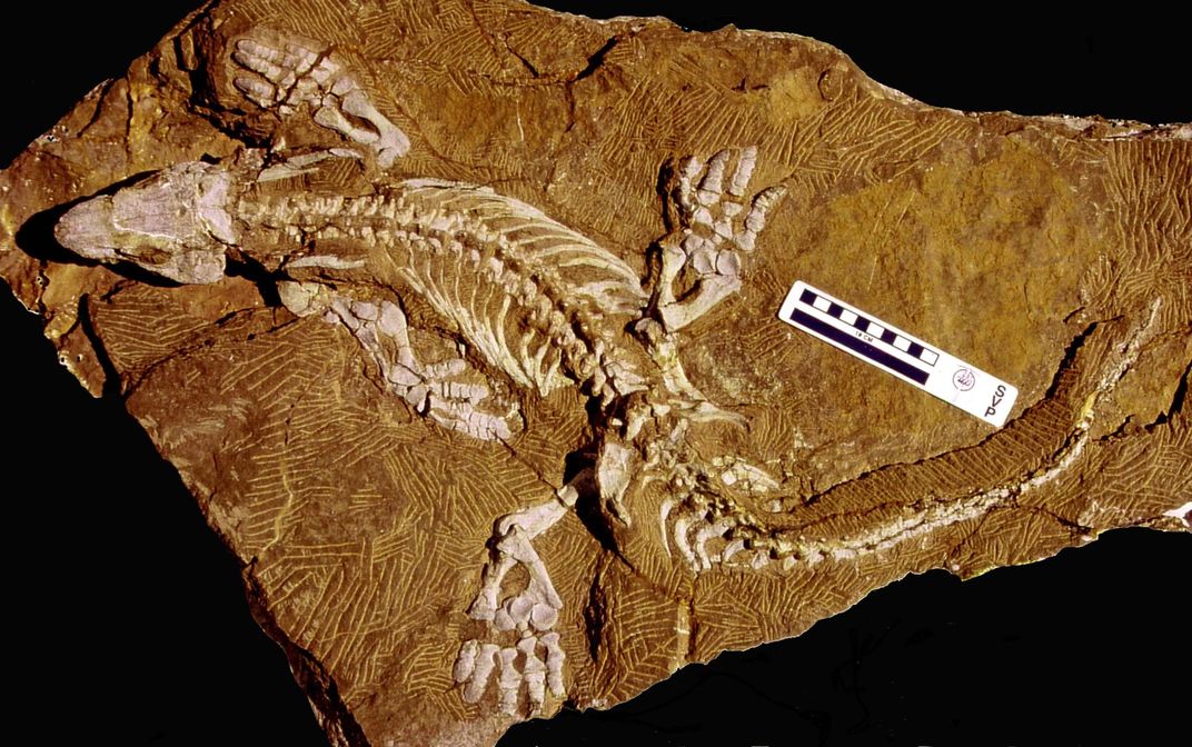 Orobates Fossil