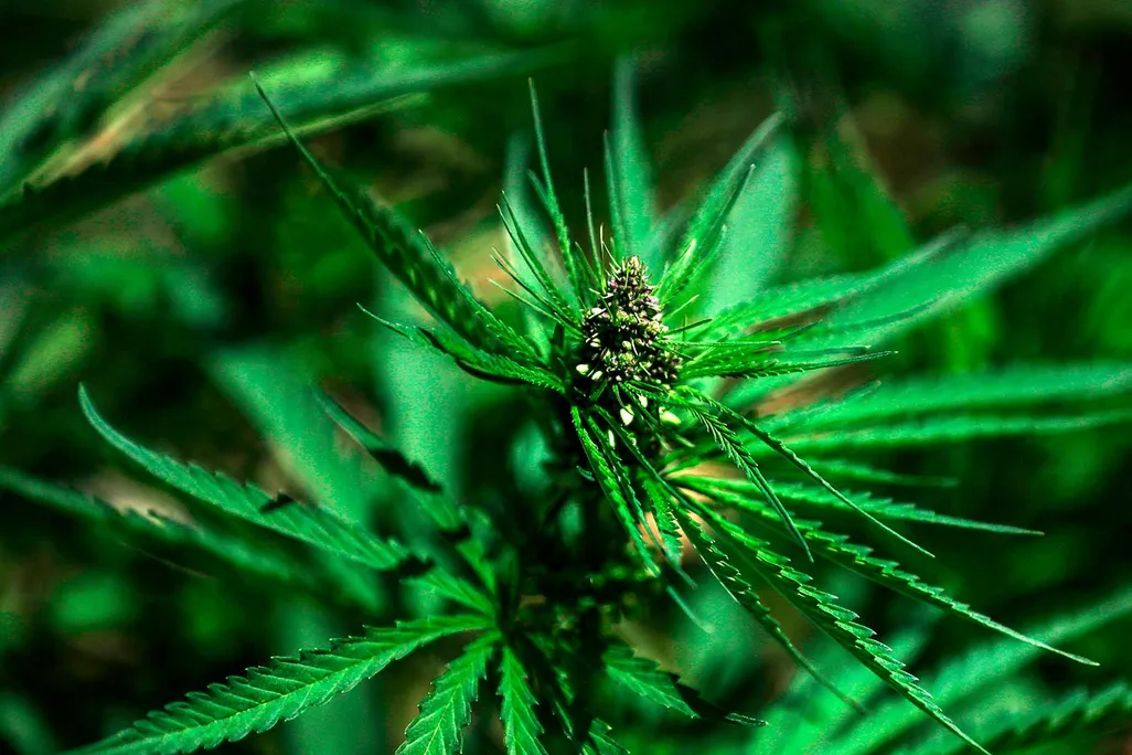 Cannabis Plant
