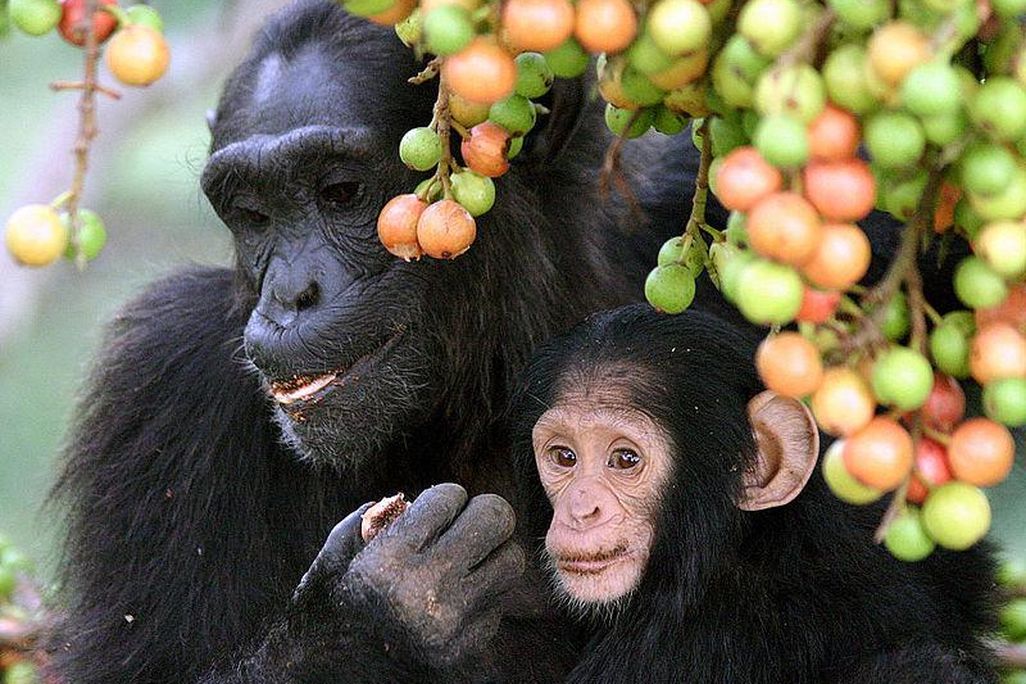 Chimps