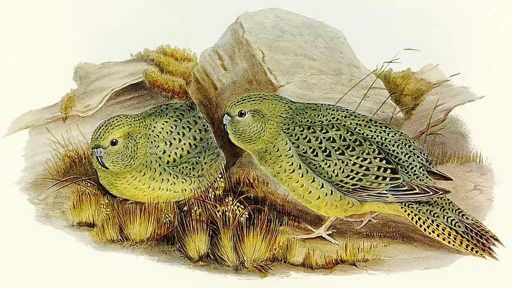 illustration of night parrots