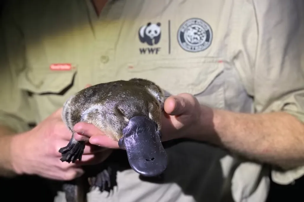 Close-up shot of a man holding a platypus