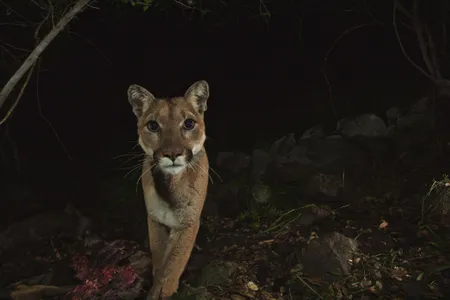 Experts hope the bridge will enable mountain lions to find potential mates and increase the local population's genetic diversity