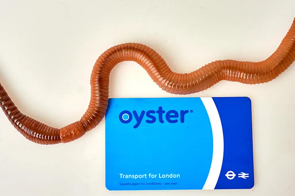 Dave the Worm