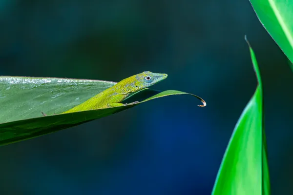 Hispaniolan Green Anole thumbnail