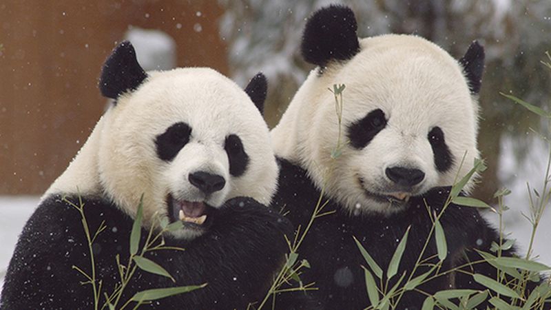 Asian Panda Porn - How Does Science Help Pandas Make More Panda Babies? | Smithsonian