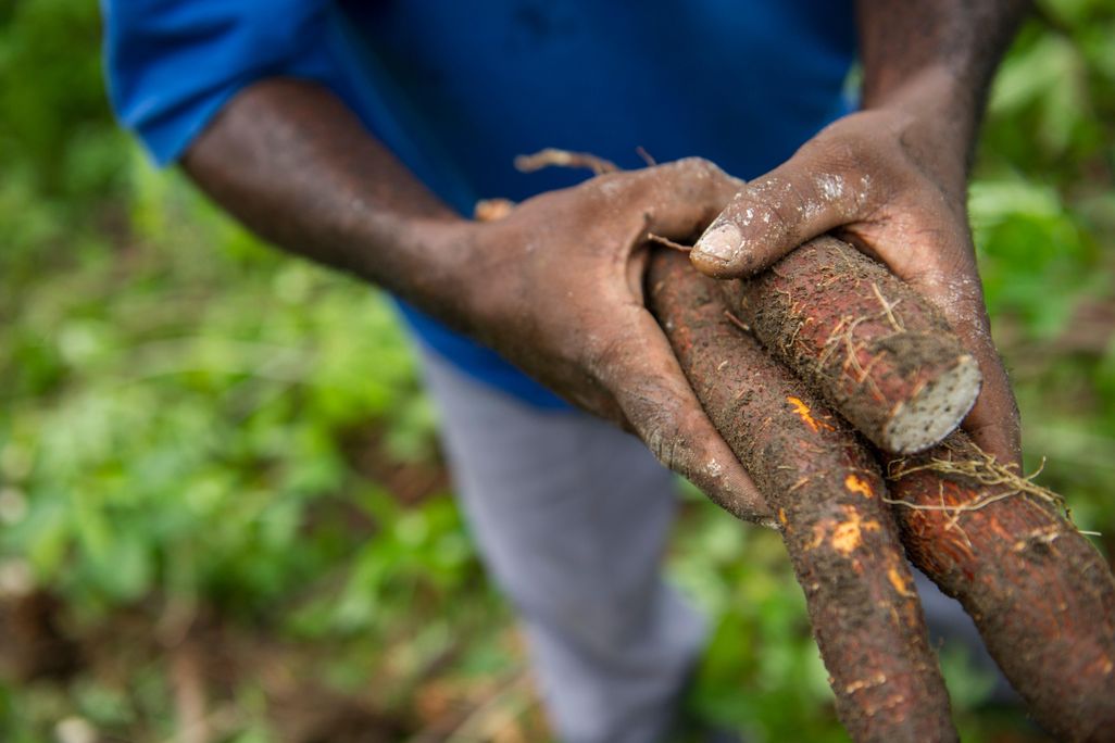 cassava roots