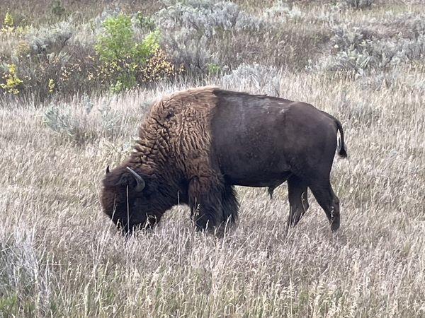 The Big Guy at Teddy Roosevelt National Park thumbnail