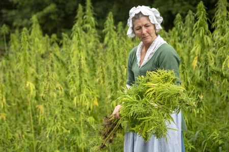 Hemp harvest at Mount Vernon