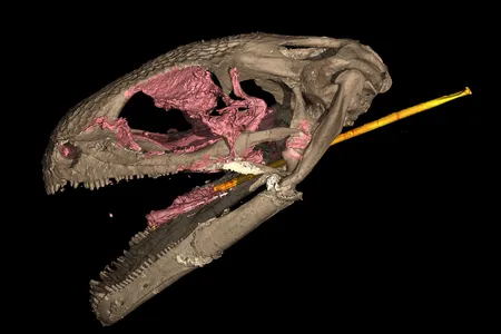 An extinct group of lizardlike amphibians known as albanerpetontids boasts the earliest example of a slingshot-style tongue. This CT scan shows an exquisitely preserved 99-million-year-old albanerpetontid skull with its long, specialized tongue. 