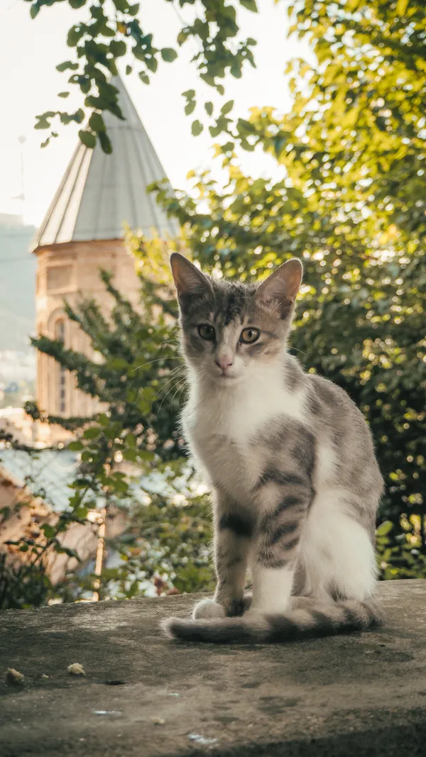 A Clever Kitten thumbnail