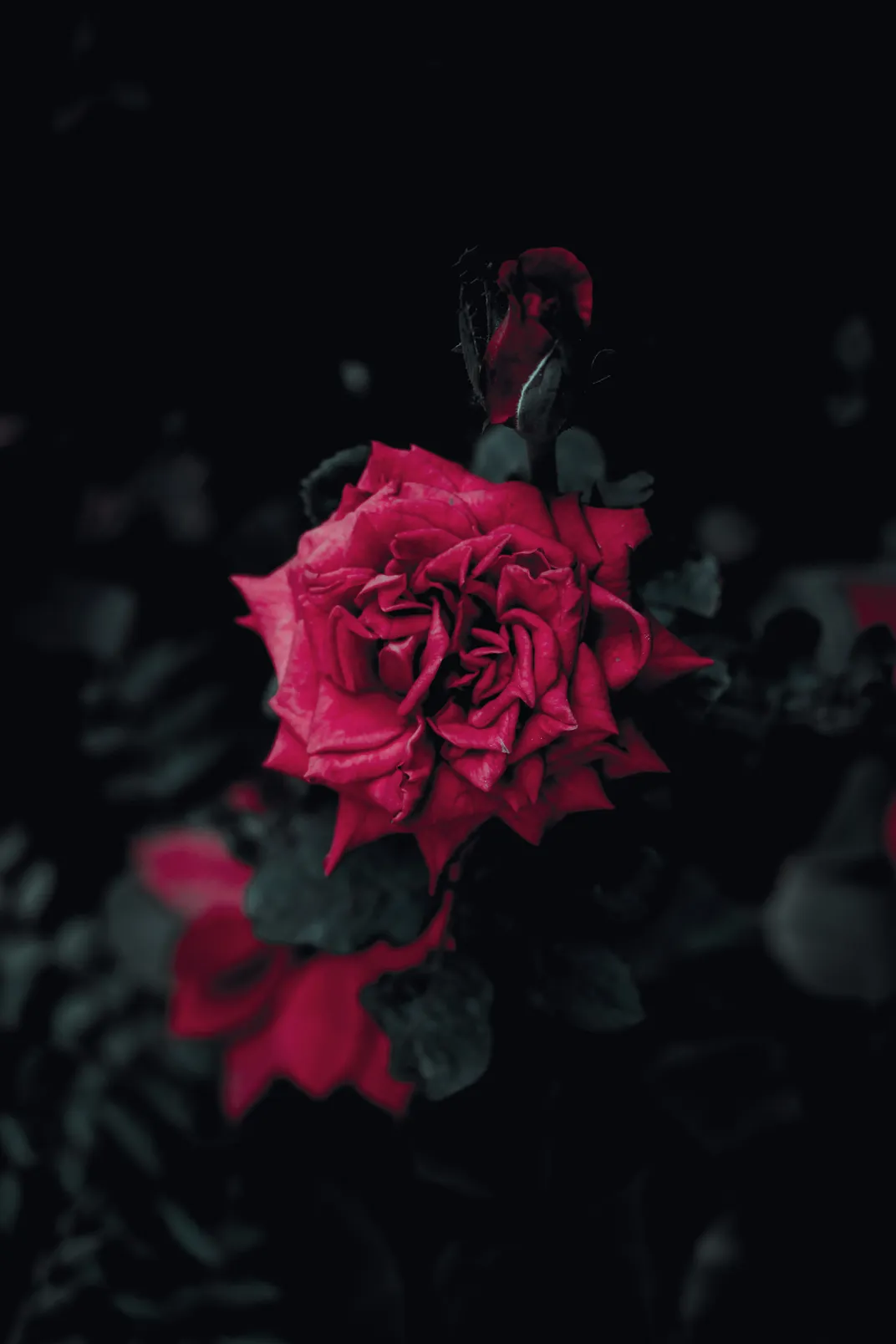The Mystical Rose | Smithsonian Photo Contest | Smithsonian Magazine