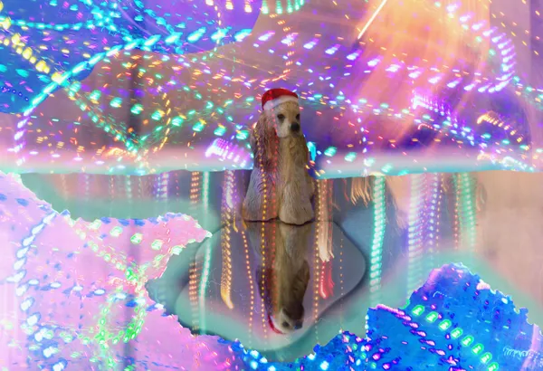 Santa Doggie on ice thumbnail