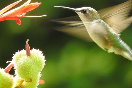 A female ruby-throated hummingbird sips nectar from a flower. 