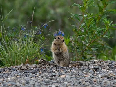 A ground squirrel stands on its hind legs in gravel with greenery in the background.