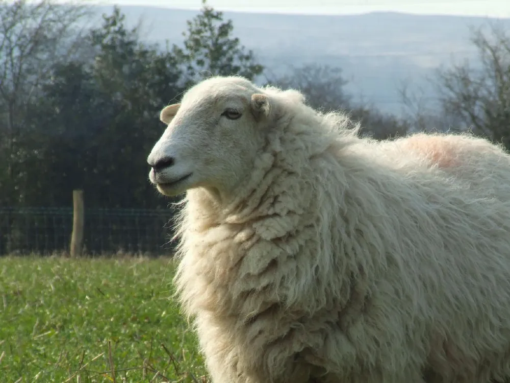 White_Welsh_Mountain_sheep.jpg