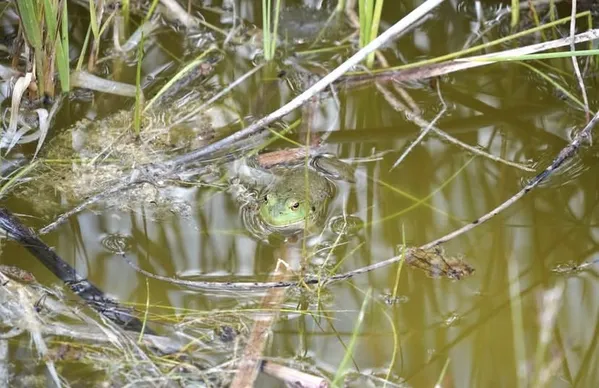 American Camo thumbnail