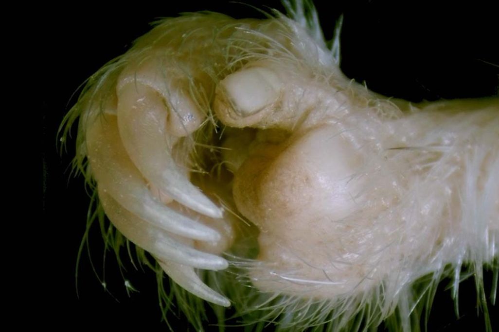rodent hand with claws and a thumbnail