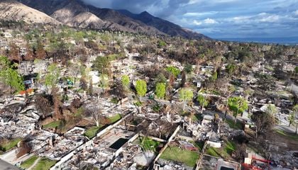 After the L.A. Fires, Locals Turn to Native Plants to Help Shield Homes From Flames and Clean Contaminated Soil