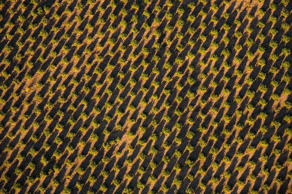 Fields like these in the Coachella Valley, California, are planted using GPS directed tractors to achieve this type of precision.