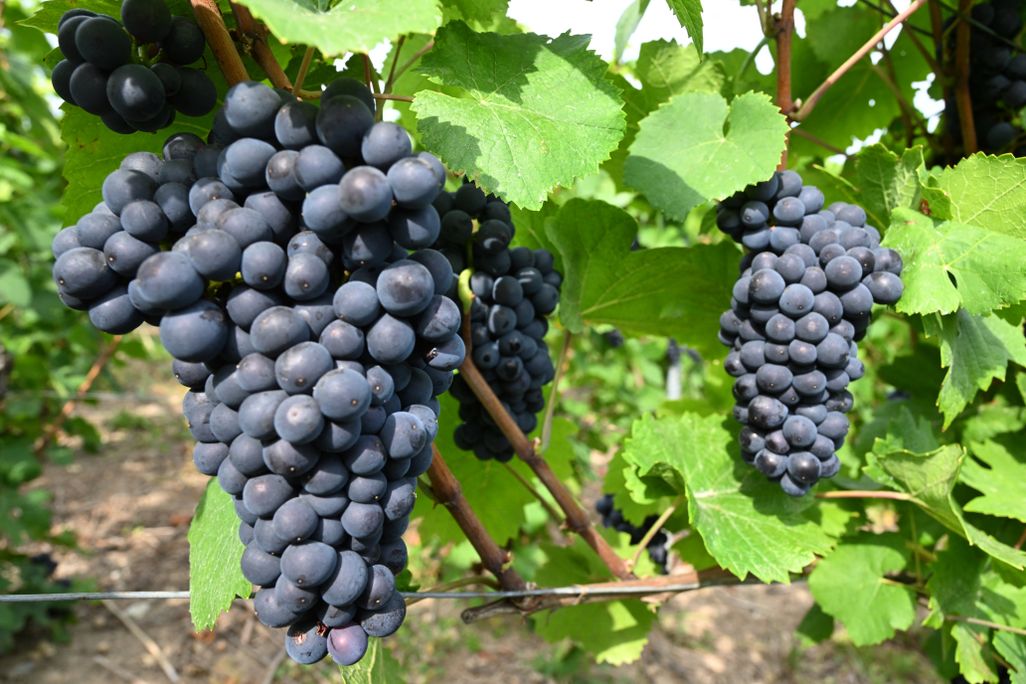Clusters of dark grapes hanging among leaves