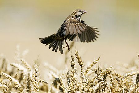 Passer domesticus is one of the most common animals in the world. It is found throughout Northern Africa, Europe, the Americas and much of Asia and is almost certainly more abundant than humans.