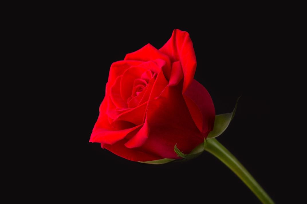 The Beast's Enchanted Rose Lasted a Decade. How Long Can a Real One Last?