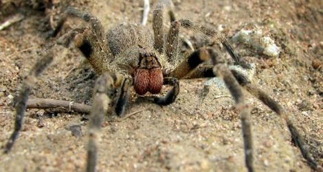 The Brazilian wandering spider