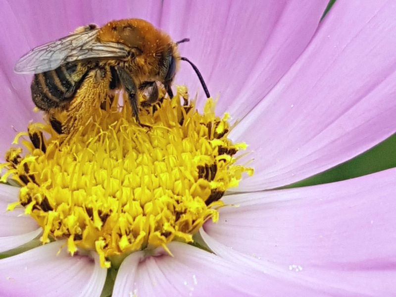 bloom and bee