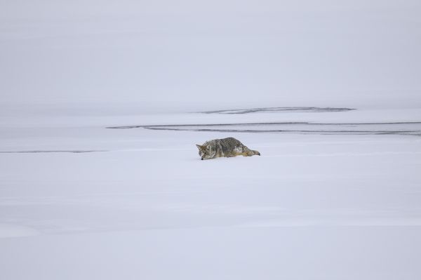 A coyote walks through deep snow along the Yellowstone River thumbnail
