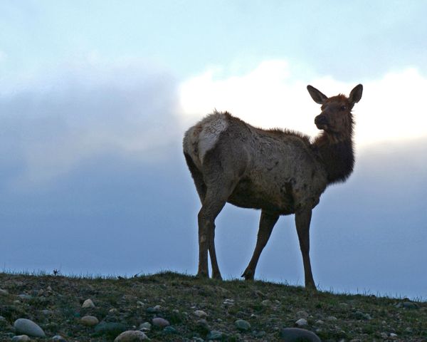 Elk Silhouette In Grand Teton National Park thumbnail