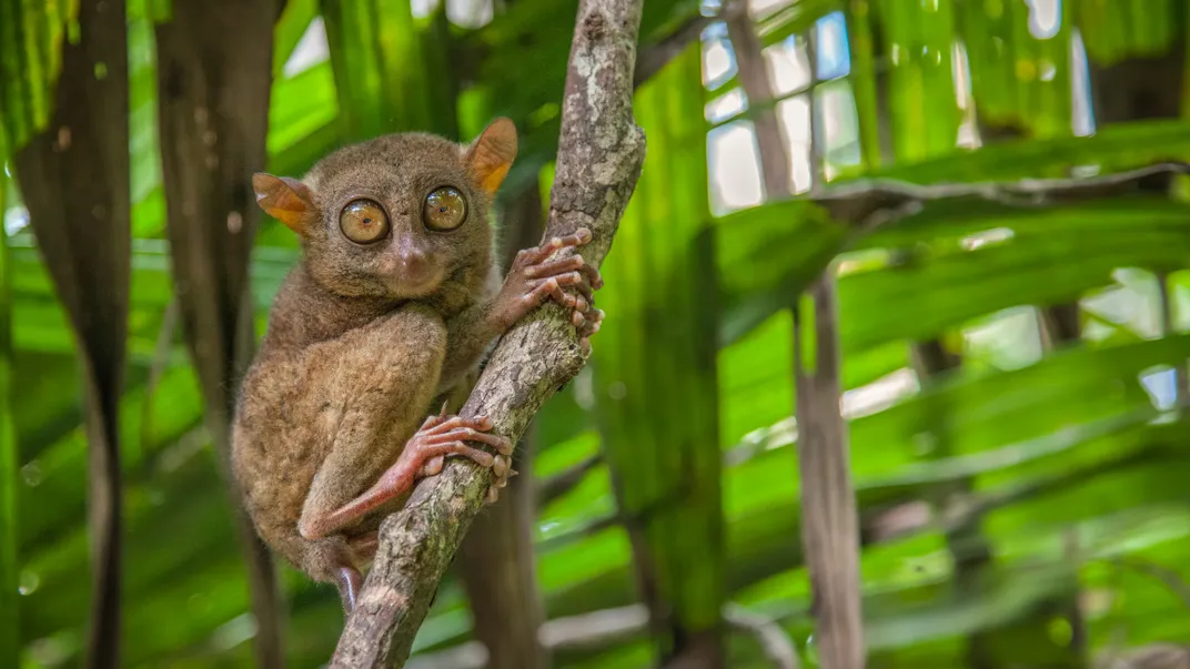 The intriguing tarsier, found near Bohol