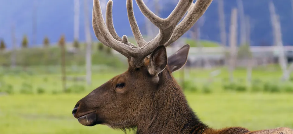  Alaskan reindeer 
