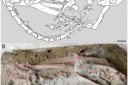 A second specimen of the troodontid Mei, preserved in a bird-like sleeping position.