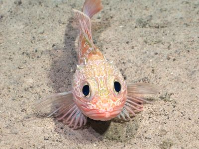 A scorpionfish swims along an unnamed seamount on the Nazca Ridge in the Pacific Ocean.