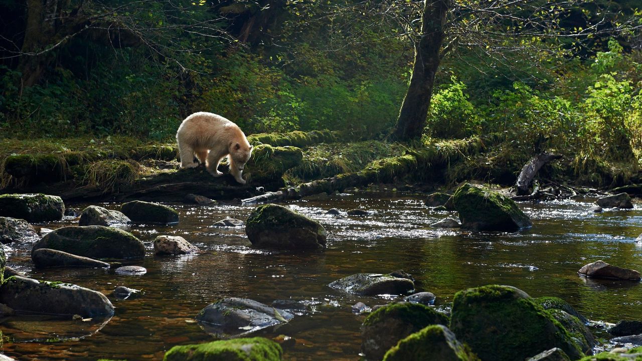 ハーマン　Rainforest Bear グロウラー入り British Columbia's Great Bear Rainforest: Here's Where to Go | Eco