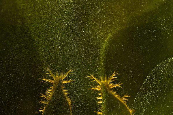 SPINES AND SPORES thumbnail
