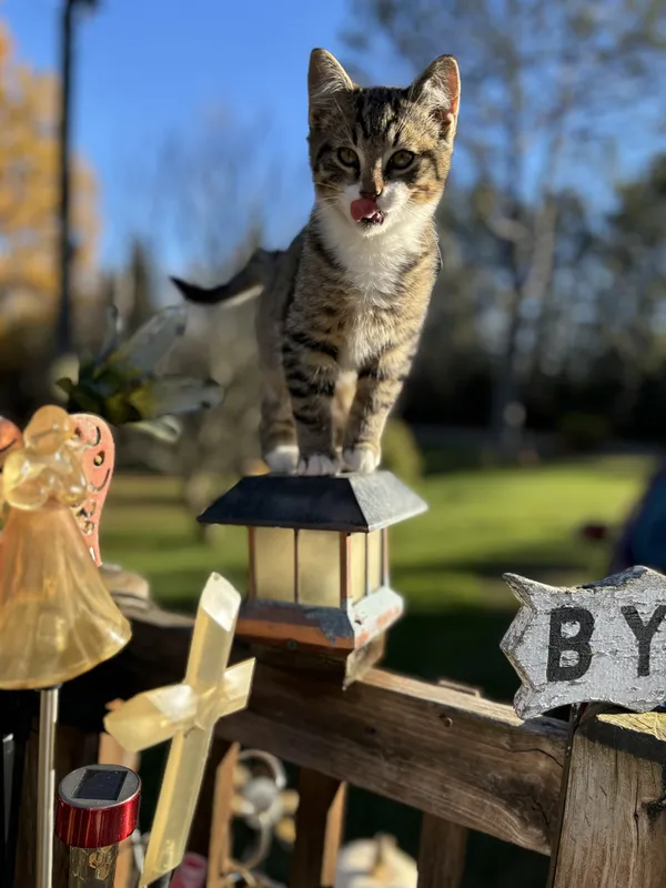 Peter the Farm Cat thumbnail