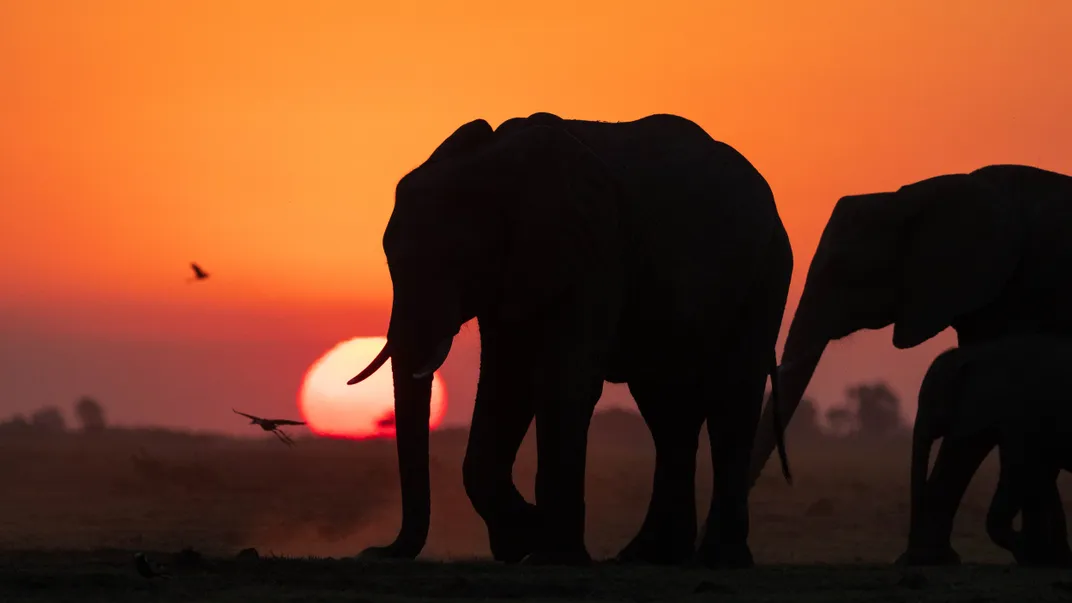 19 - Sunset on the Chobe River is always a special time, made even better if a herd of elephants walks by just as the sun sets, kicking up dust and creating perfect silhouettes.