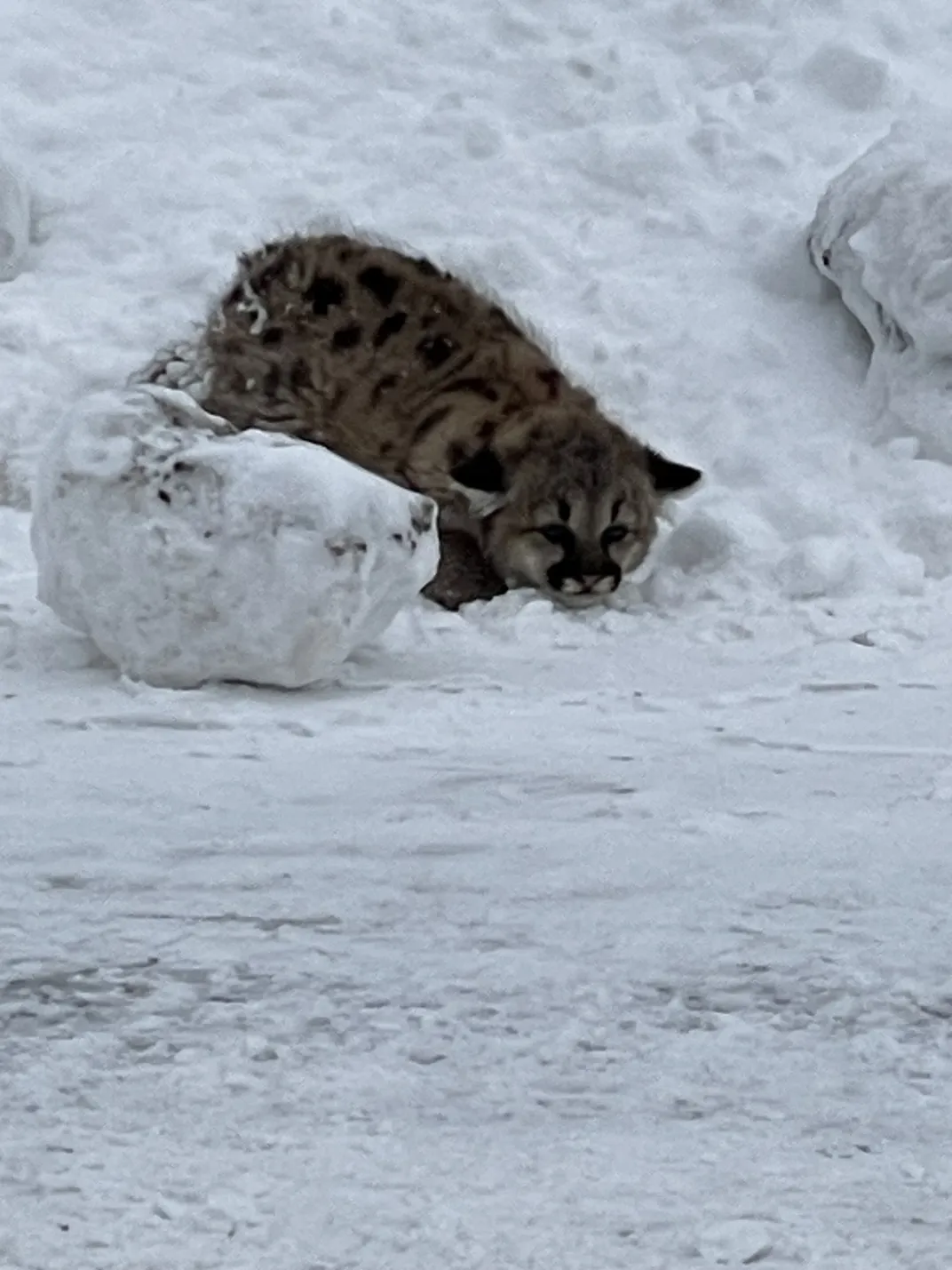 Cougar cub crouched in snow