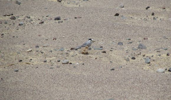 The Peruvian tern's desert camouflage makes it almost impossible to track, but that’s exactly what our research team set out to do. It would take us four months to survey more than 1,851 acres for the bird, battling sandstorms, stifling heat and impossible landscapes inside Paracas National Reserve — terrain that the tern has mastered.