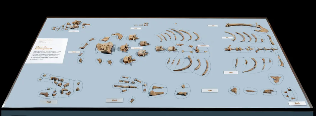 Neaderthal bones displayed as a skeleton on a blue mat