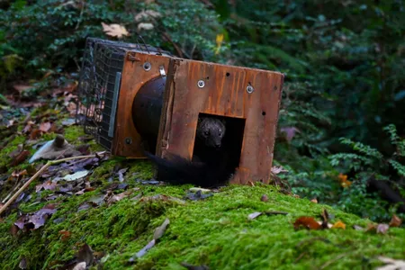A captured fisher is released after undergoing sedation and physical examination, a part of the Hoopa Valley Tribe&rsquo;s longstanding efforts to monitor the culturally important species.