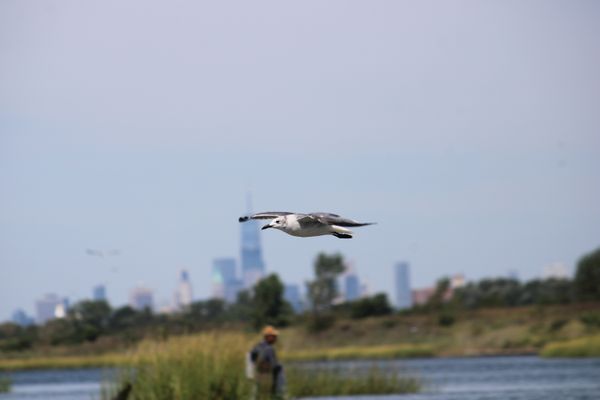 Laughing Gull Flying In Front of New York thumbnail