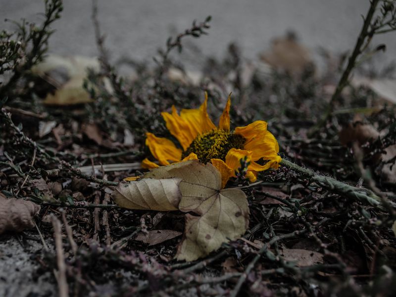 Dying Sunflower Smithsonian Photo Contest Smithsonian Magazine