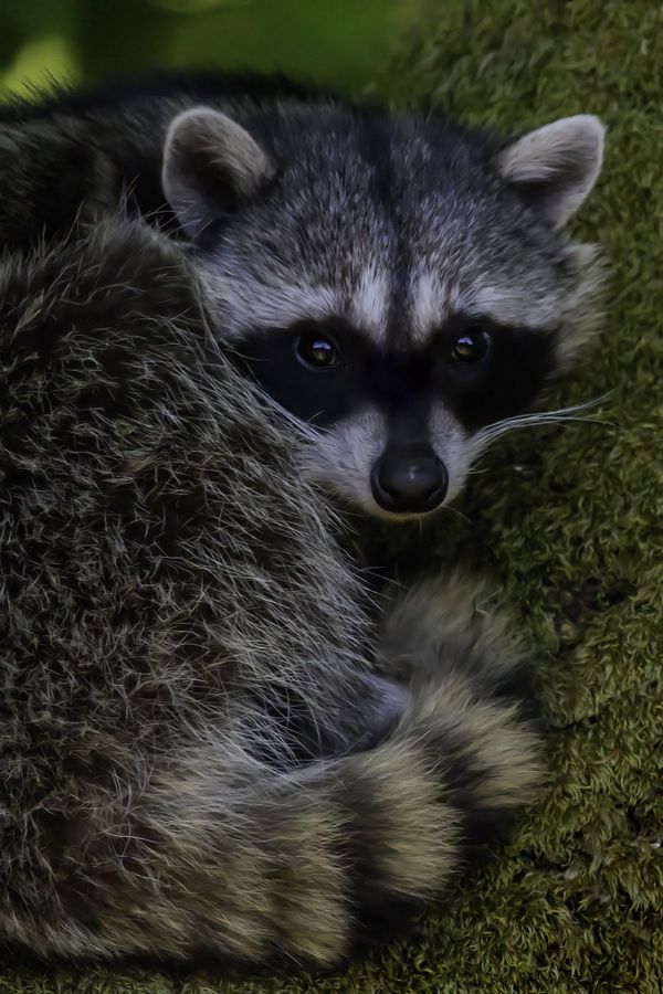 Raccoon on a Big leave Maple tree thumbnail
